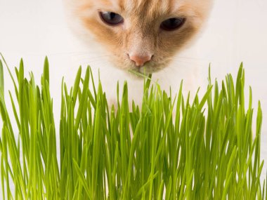 Kedi taze yeşil ot yiyor. Kedi otu, evcil hayvan otu. Doğal saç topu tedavisi, beyaz, kırmızı evcil kedi taze ot yeme, yeşil yulaf, duygusal, kopya alanı, Evcil hayvan sağlığı kavramı, aşk bir