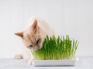 Kedi taze yeşil ot yiyor. Kedi otu, evcil hayvan otu. Doğal saç topu tedavisi, beyaz, kırmızı evcil kedi taze ot yeme, yeşil yulaf, duygusal, kopya alanı, Evcil hayvan sağlığı kavramı, aşk bir