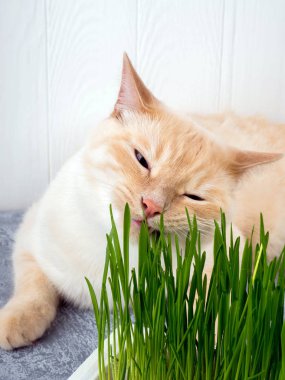 Kedi taze yeşil ot yiyor. Kedi otu, evcil hayvan otu. Doğal saç topu tedavisi, beyaz, kırmızı evcil kedi taze ot yeme, yeşil yulaf, duygusal, kopya alanı, Evcil hayvan sağlığı kavramı, aşk bir