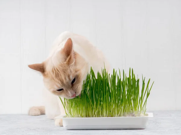 Kedi taze yeşil ot yiyor. Kedi otu, evcil hayvan otu. Doğal saç topu tedavisi, beyaz, kırmızı evcil kedi taze ot yeme, yeşil yulaf, duygusal, kopya alanı, Evcil hayvan sağlığı kavramı, aşk bir