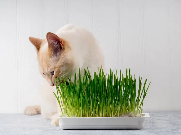 Cat is eating fresh green grass. Cat grass, pet grass. Natural hairball treatment, white, red pet cat eating fresh grass, green oats, emotionally, copy space, the concept of the health of Pets, love a