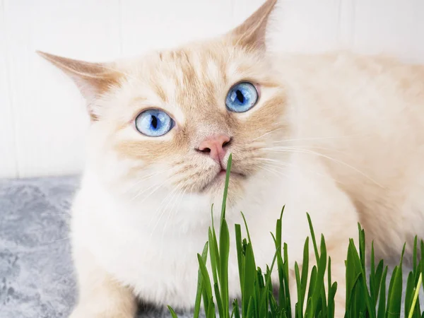 Cat is eating fresh green grass. Cat grass, pet grass. Natural hairball treatment, white, red pet cat eating fresh grass, green oats, emotionally, copy space, the concept of the health of Pets, love a