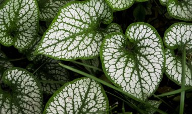 Tam kare arka plan için birçok yeşil yaprak