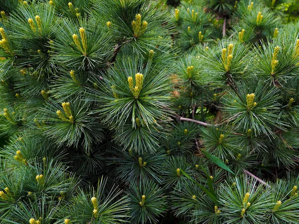 Foto de close-up de pinheiro agulha verde no lado direito da imagem. Pequenos cones de pinheiro no fim de ramos. Agulhas de pinheiro desfocadas no fundo — Fotografia de Stock