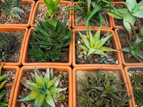 Top view shot of small cactus in many pot for the art and beautiful background.