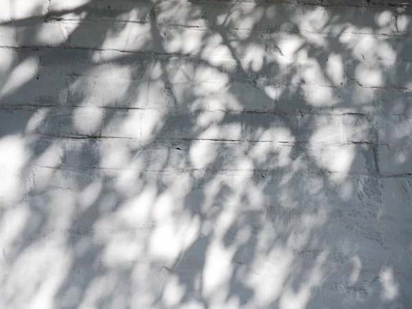 Güneş parlamayı ve gölgeler yapraklarından duvardaki — Stok fotoğraf
