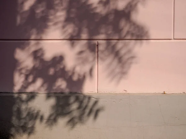 Éblouissement solaire et ombres sur le mur des feuilles — Photo