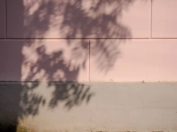 Éblouissement solaire et ombres sur le mur des feuilles — Photo