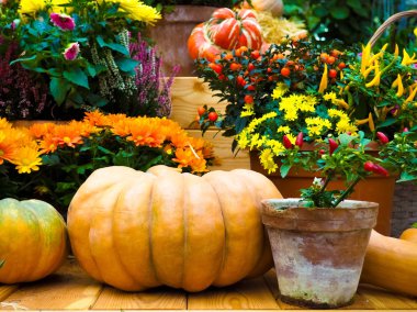 Ahşap arka planda çeşitli kabak çeşitleri. Sonbahar hasadı.