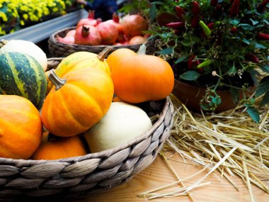 Ahşap arka planda çeşitli kabak çeşitleri. Sonbahar hasadı.