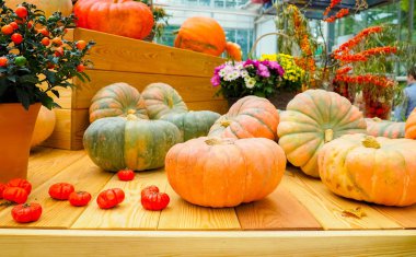 Ahşap arka planda çeşitli kabak çeşitleri. Sonbahar hasadı.