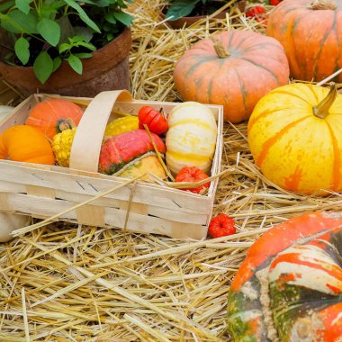 Kırsal alanda kabaklar.