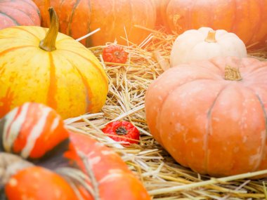 Kırsal alanda kabaklar.