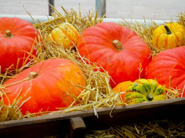 Kırsal alanda kabaklar.