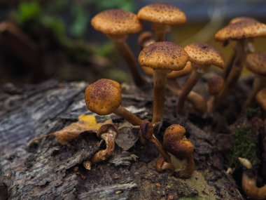Sonbahar çimleri üzerinde kahverengi şapka yalanla birkaç yenilebilir mantar