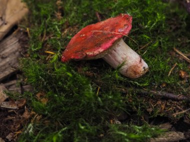 Sonbahar çimleri üzerinde kahverengi şapka yalanla birkaç yenilebilir mantar