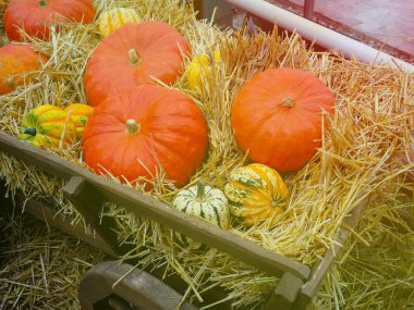 büyük portakal kabak ve saman diğer kabak, ülke tarzı, sonbaharda adil hasat