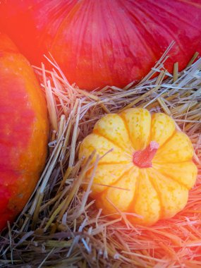 büyük portakal kabak ve saman diğer kabak, ülke tarzı, sonbaharda adil hasat