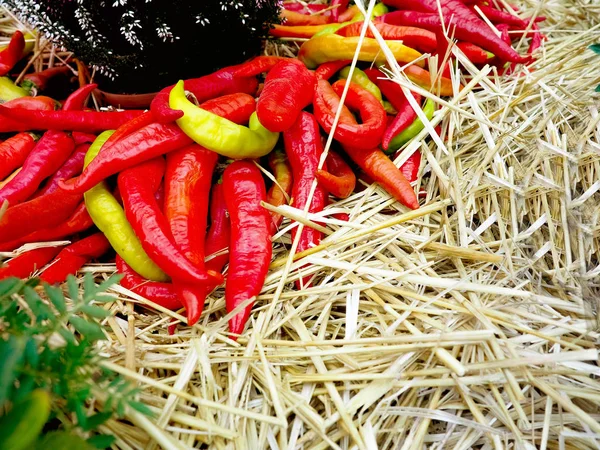 Haufen reife große rote Paprika auf einem Straßenmarkt, reife rote, grüne Chilischoten, Herbsternte — Stockfoto