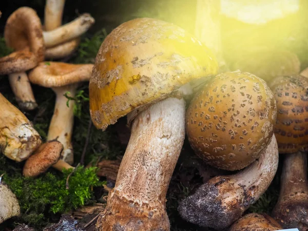 Verschillende eetbare paddestoelen met een leugen bruin hoed op de herfst gras — Stockfoto