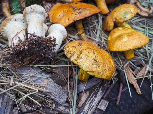 Verschillende eetbare paddestoelen met een leugen bruin hoed op de herfst gras — Stockfoto