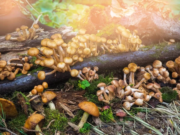 Verschillende eetbare paddestoelen met een leugen bruin hoed op de herfst gras — Stockfoto