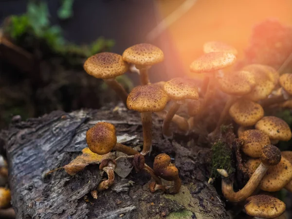 Verschillende eetbare paddestoelen met een leugen bruin hoed op de herfst gras — Stockfoto