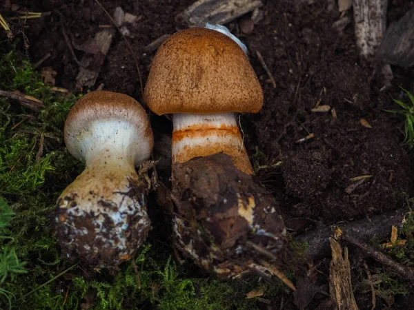 Diversi funghi commestibili con un cappello marrone si trovano sull'erba autunnale — Foto Stock