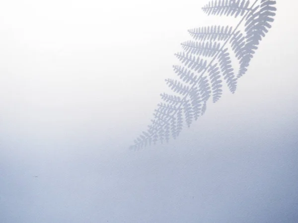 白色木质表面的棕榈叶阴影 — 图库照片