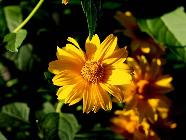 Красивий оранжево-жовтий квітковий фон з диких ромашкових квітів — стокове фото