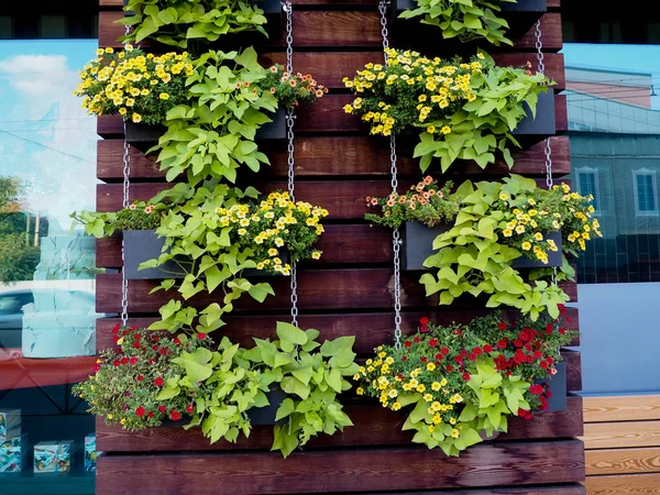 Vertical plants garden hanging on a wooden pallet with a cement wall on the back