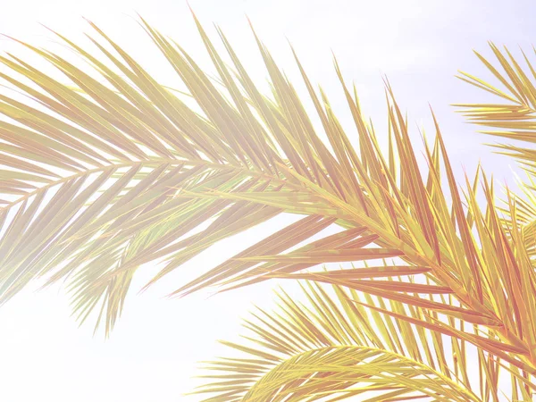 自然最小概念 - 绿棕榈叶背景在霓虹灯色调与梯度. — 图库照片