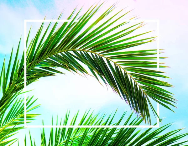 Nature Minimal Concept - Green palm Leaves Background with White Paper Frame in neon toning with gradient. — Stock Photo, Image