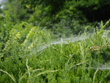 Ağdaki ardıç panoraması. Farklı yoğunlukta ardıç dalları bir ağ ile örülmüş.