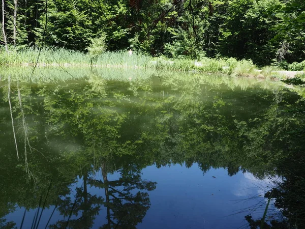 Отражение воды дерева. Отражение голубого неба и растения на реке — стоковое фото
