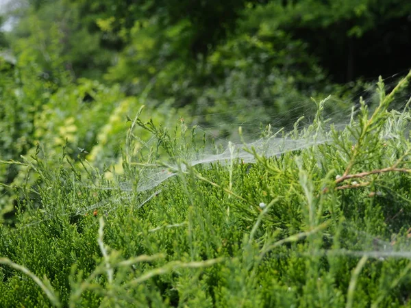 Ağdaki ardıç panoraması. Farklı yoğunlukta ardıç dalları bir ağ ile örülmüş.