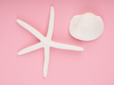 Pembe kıvrımlı kağıt üzerinde beyaz deniz kabukları ve deniz yıldızı, boşluğu kopyala