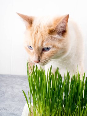 kedi ot yer. Kedi taze yeşil ot yiyor. Kedi otu, evcil hayvan otu. Doğal saç topu tedavisi, beyaz, kırmızı evcil kedi taze ot yeme, yeşil yulaf, duygusal, kopya alanı, sağlık kavramı