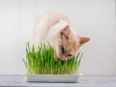 kedi ot yer. Kedi taze yeşil ot yiyor. Kedi otu, evcil hayvan otu. Doğal saç topu tedavisi, beyaz, kırmızı evcil kedi taze ot yeme, yeşil yulaf, duygusal, kopya alanı, sağlık kavramı