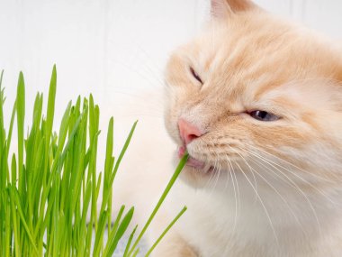 kedi ot yer. Kedi taze yeşil ot yiyor. Kedi otu, evcil hayvan 