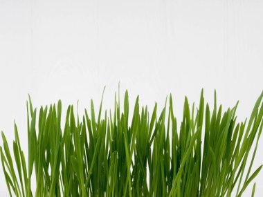 evcil hayvan otu, kedi otu, Frenk soğanı