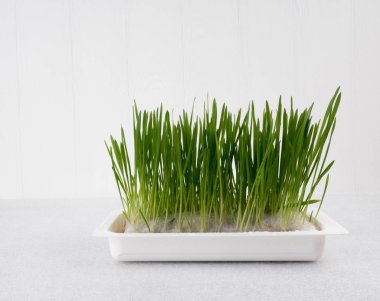 evcil hayvan otu, kedi otu, Frenk soğanı