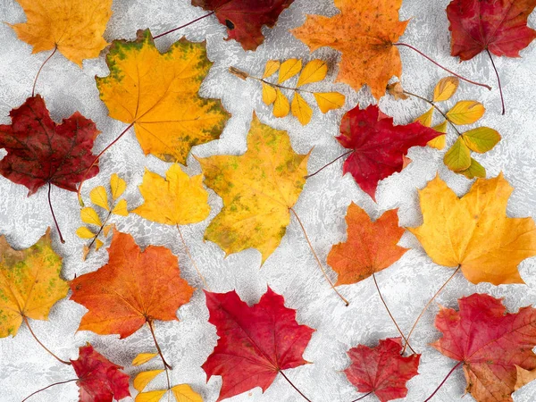 Kollektion schöne bunte Herbstblätter — Stockfoto