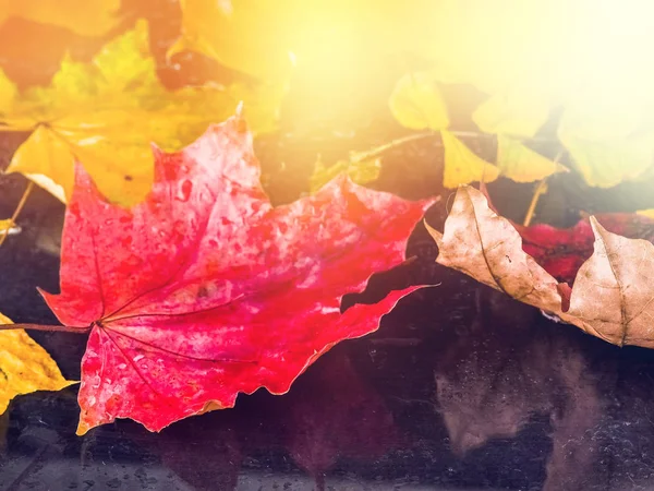 Collection beautiful colorful autumn leaves — Stock Photo, Image