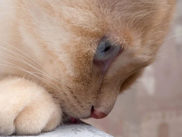 Detalle de tiro de patas de gato suave mientras está sentado en la mesa, lindo rojo fa —  Fotos de Stock