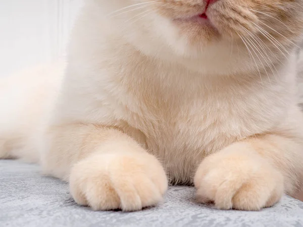 Detalhe tiro de macio patas de gato enquanto sentado na mesa, bonito rosto vermelho gato closeup — Fotografia de Stock