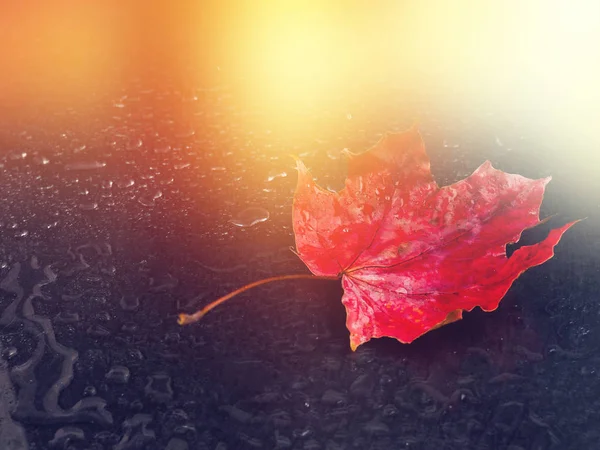 Rotes Ahornblatt auf schwarzem Hintergrund im Regen, Herbst, Herbst — Stockfoto