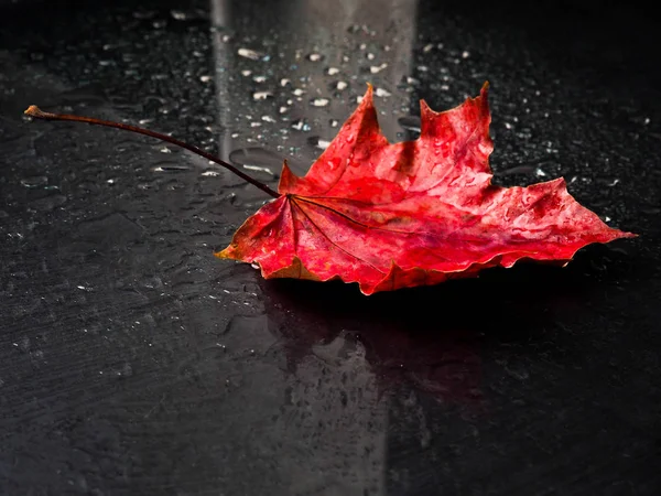 Feuille d'érable rouge sur fond noir sous la pluie, automne, automne — Photo
