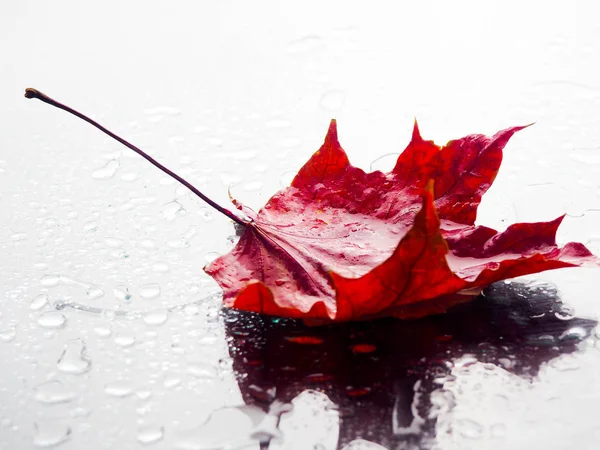 Feuille d'érable rouge sur fond noir sous la pluie, automne, automne — Photo