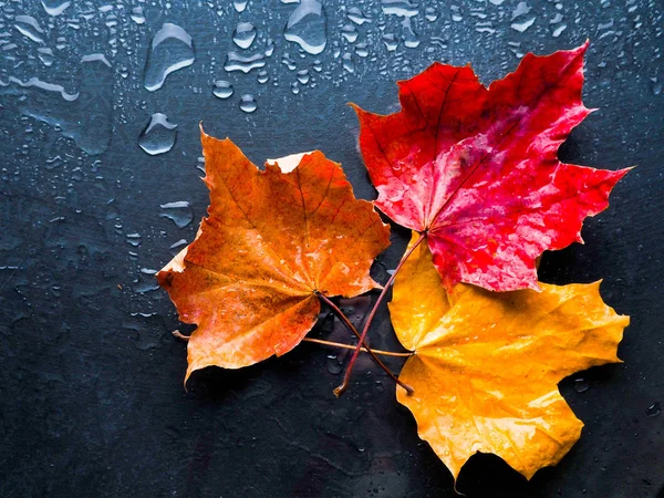 Feuille d'érable rouge sur fond noir sous la pluie, automne, automne — Photo